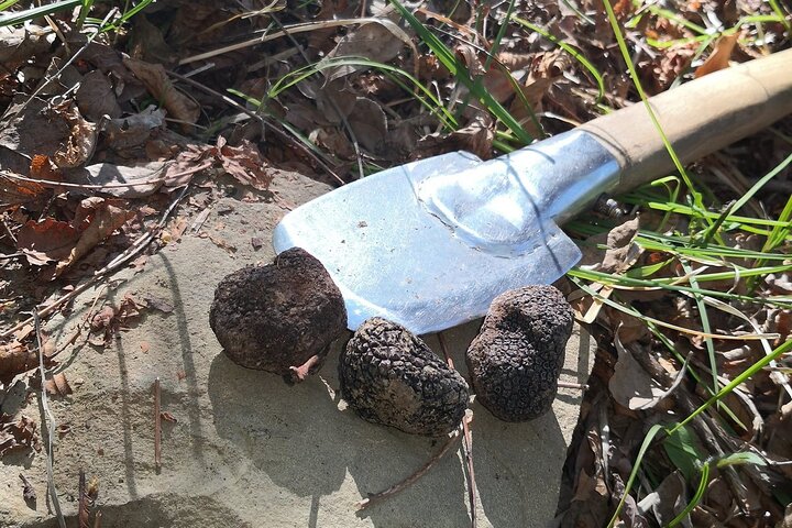 Istria - Trufas: caza, cocina y degustación, Eslovenia
