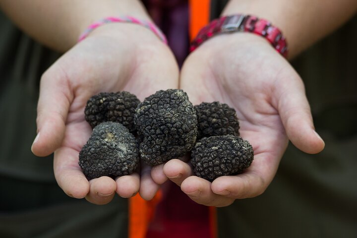 Istria - Trufas: caza, cocina y degustación, Eslovenia