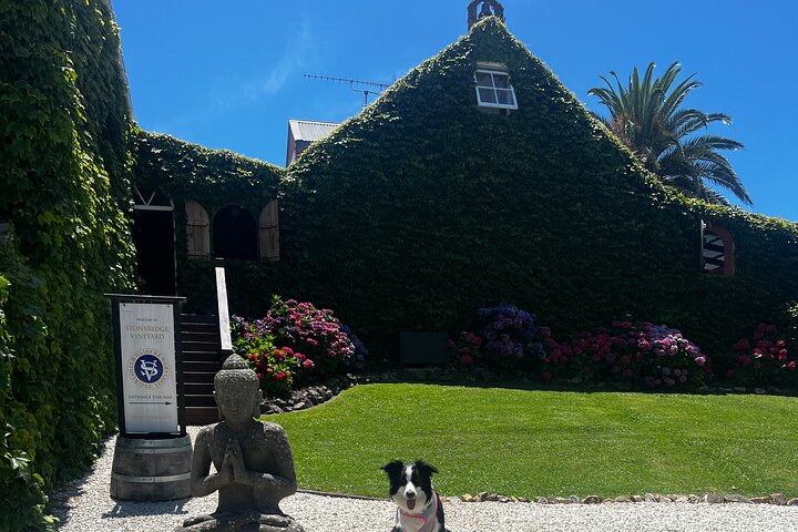 Auckland : Waiheke Island Scenic Tour 4 vingårder, lokale guider