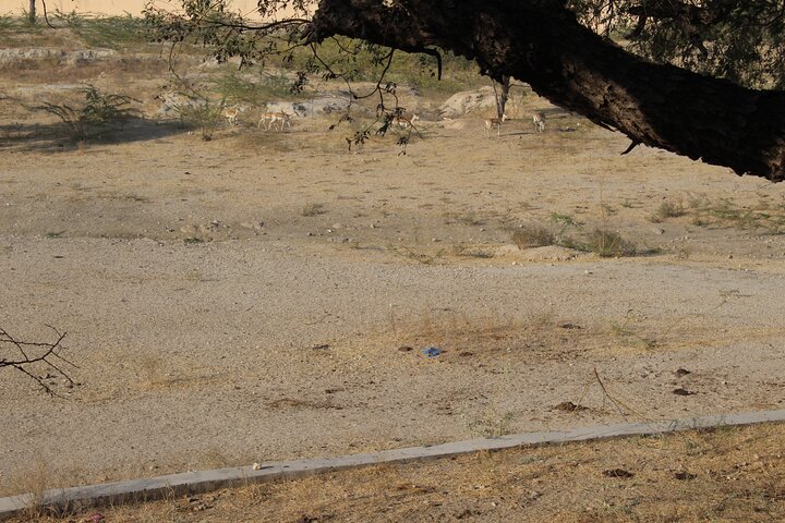 Bishnoi Village Safari Jodhpur Jeep Tour privado de medio día