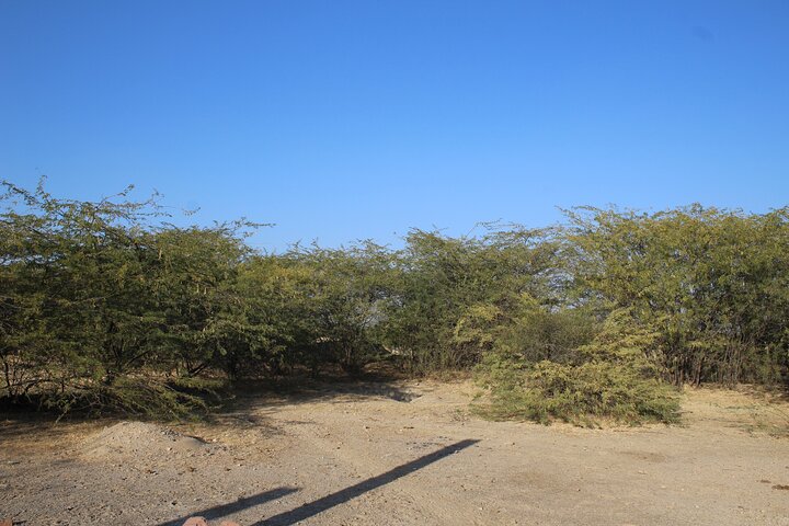 Bishnoi Village Safari Jodhpur Jeep Tour privado de medio día