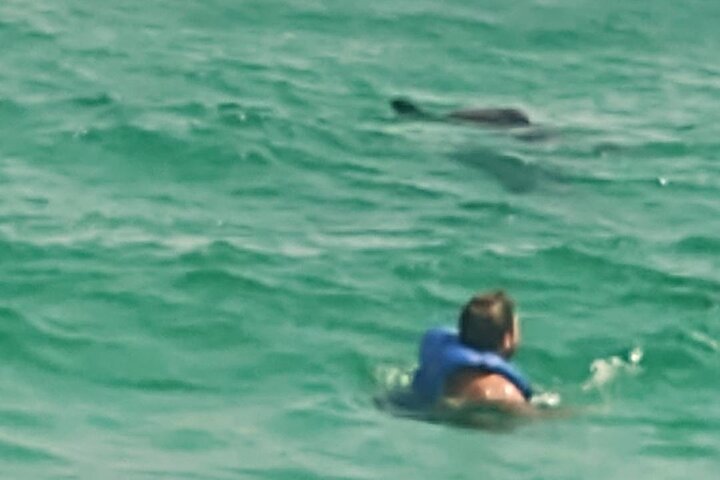 2 horas de nado con delfines en la ciudad de Panamá