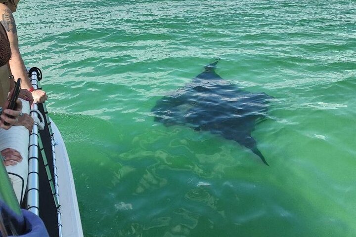 2 horas de nado con delfines en la ciudad de Panamá