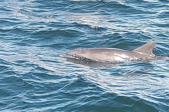 2 horas de nado con delfines en la ciudad de Panamá