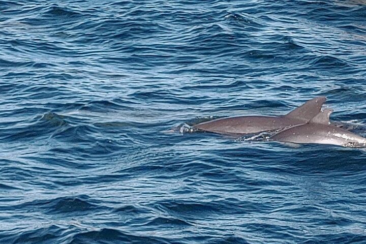 2 horas de nado con delfines en la ciudad de Panamá