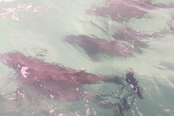 2 horas de nado con delfines en la ciudad de Panamá