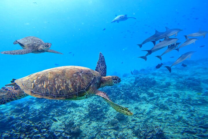 Waikiki Schildkröte Schnorcheln & 6 - in - 1 Abenteuer mit kostenloser Abholung