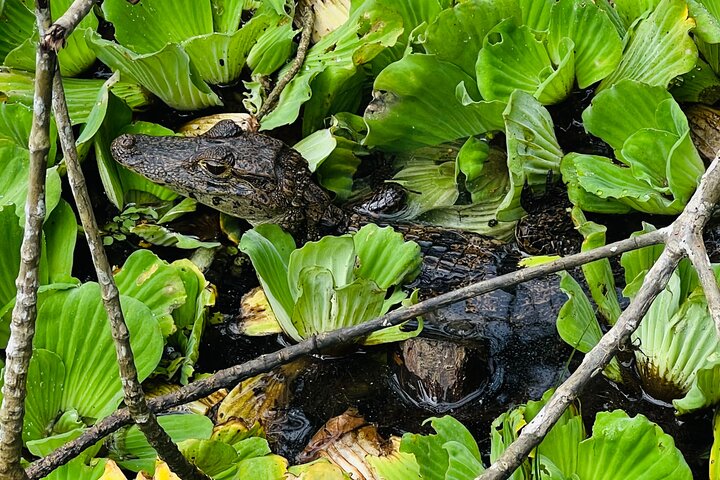 Medio día Canal de Tortuguero, Parque Nacional Cahuita y Puerto Limón