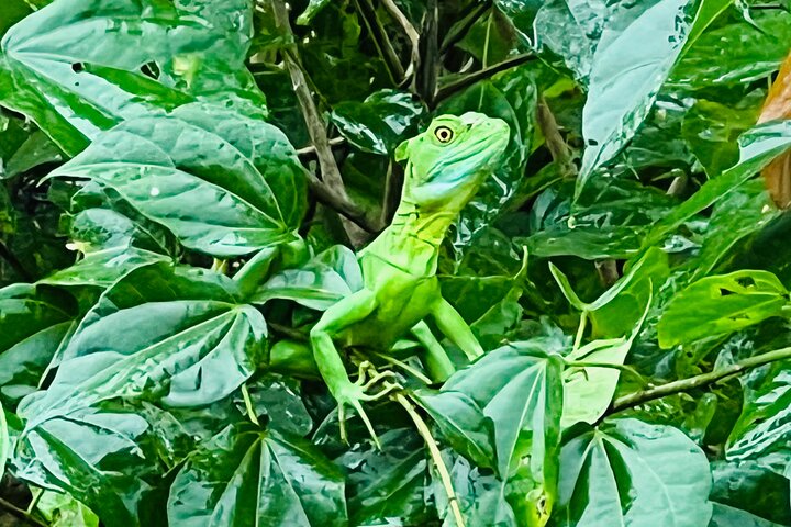 Medio día Canal de Tortuguero, Parque Nacional Cahuita y Puerto Limón