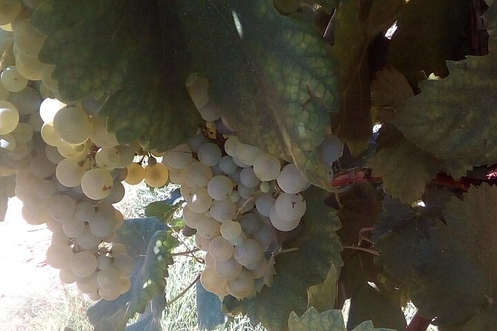 Prosecco vin tur med Sommelier – afhentning fra Treviso