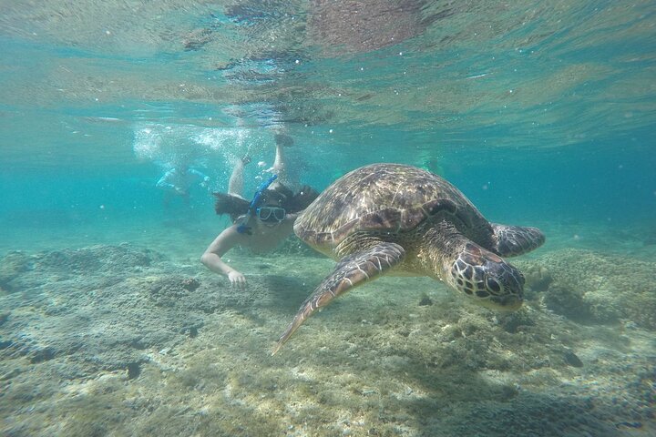 Excursión de un día a la isla de Apo desde Dumaguete con almuerzo y traslado