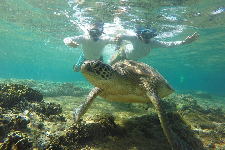 Excursión de un día a la isla de Apo desde Dumaguete con almuerzo y traslado