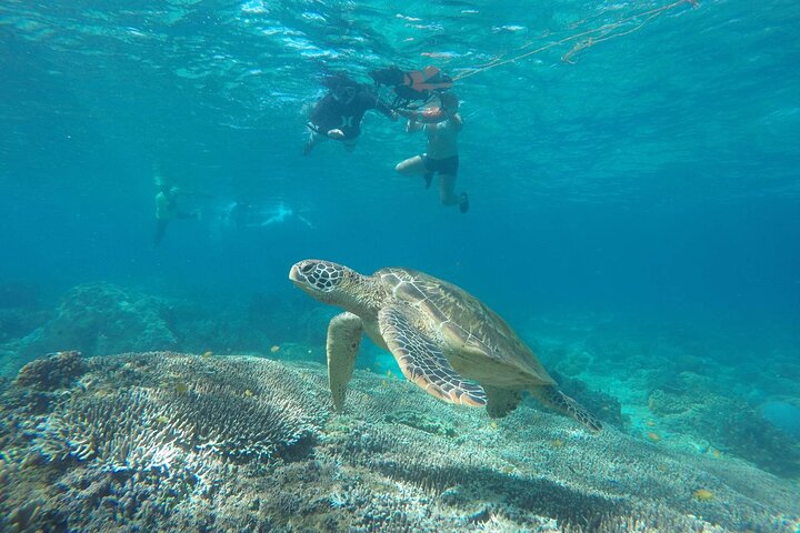 Excursión de un día a la isla de Apo desde Dumaguete con almuerzo y traslado