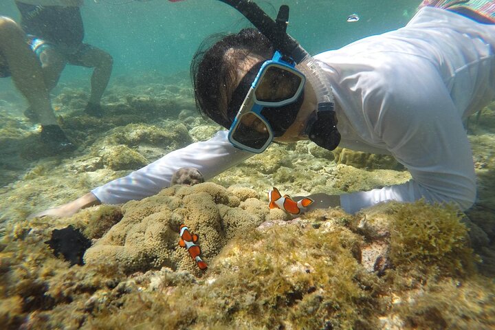 Excursión de un día a la isla de Apo desde Dumaguete con almuerzo y traslado