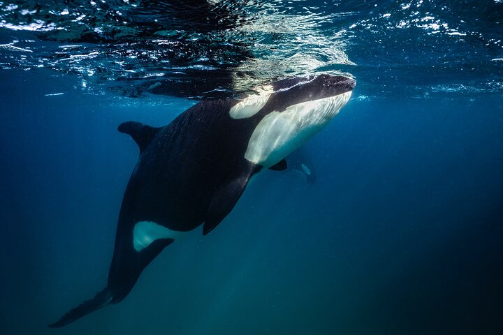 Safari Oceánico: Lobos Marinos, Móbulas, Delfines, Orcas, Ballena