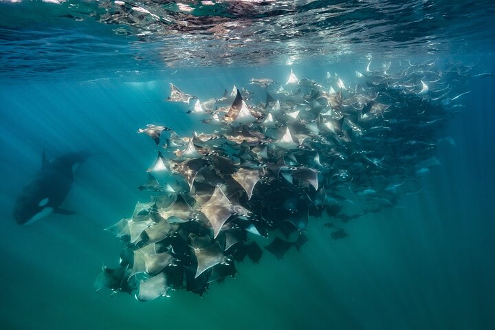 Safari Oceánico: Lobos Marinos, Móbulas, Delfines, Orcas, Ballena