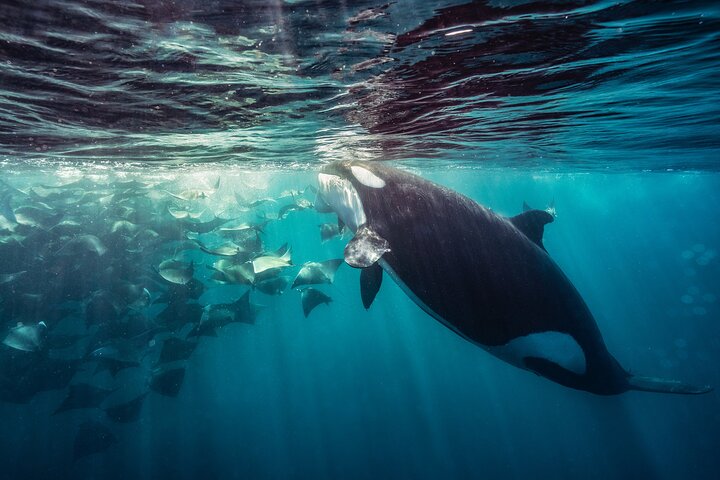 Safari Oceánico: Lobos Marinos, Móbulas, Delfines, Orcas, Ballena
