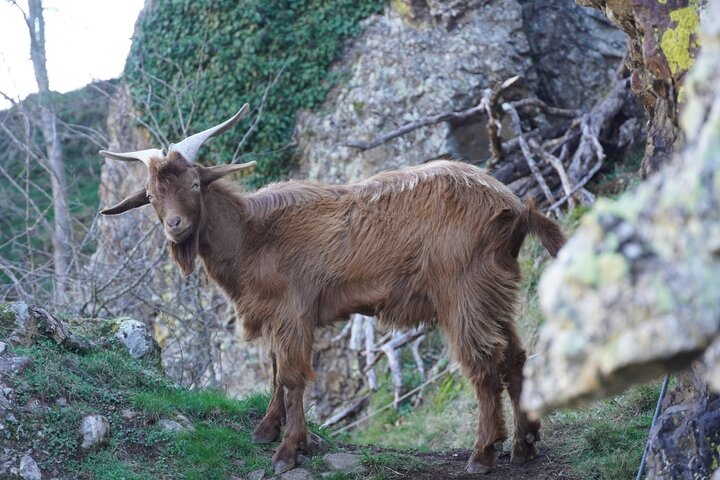 Attività di mezza giornata Arrampicata in Via ferrata Socastillo