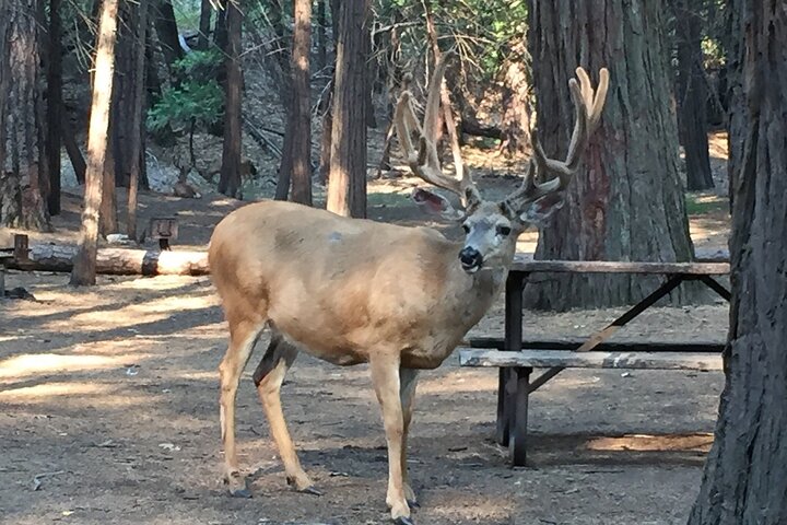 Yosemite Highlights Kleingruppentour