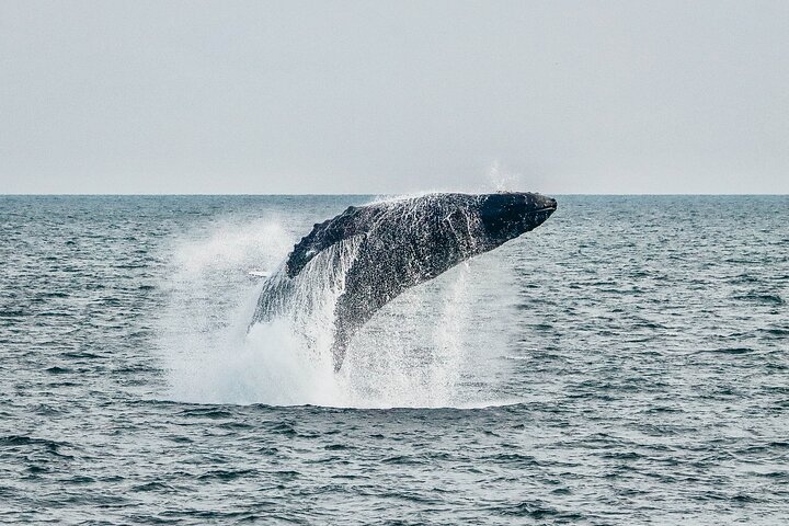 Victoria Aventura de observación de ballenas de medio día con fotos gratis