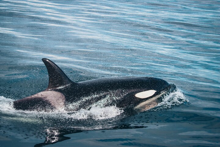 Victoria Aventura de observación de ballenas de medio día con fotos gratis