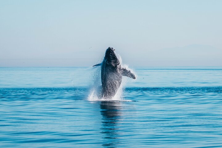 Victoria Aventura de observación de ballenas de medio día con fotos gratis