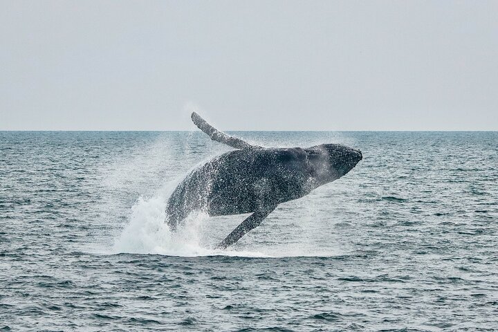 Victoria Aventura de observación de ballenas de medio día con fotos gratis