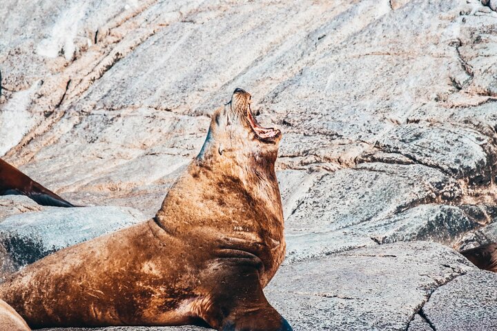 Victoria Aventura de observación de ballenas de medio día con fotos gratis