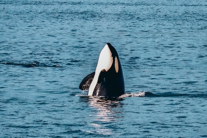 Victoria Aventura de observación de ballenas de medio día con fotos gratis
