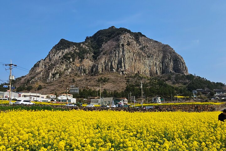 経験豊富なドライバーによる済州島南部と西部のプライベート ツアー