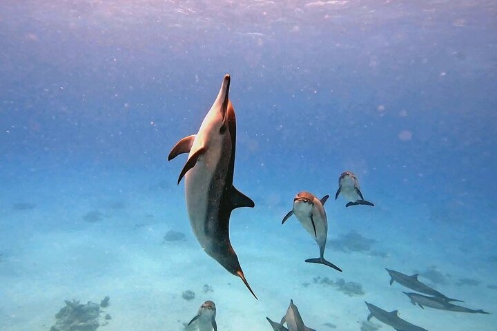 Gita di snorkeling alla Sataya Dolphin House - Marsa Alam