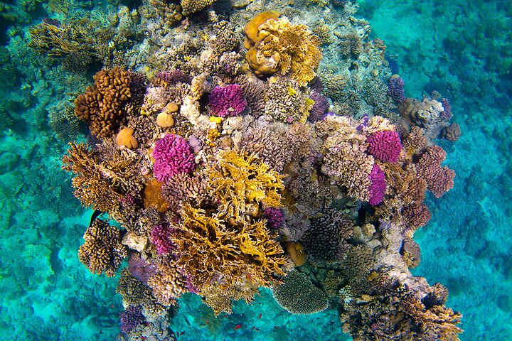 Gita di snorkeling alla Sataya Dolphin House - Marsa Alam