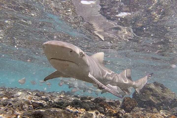 Activiteiten in de omgeving van Sal Island All-Inclusive Shark Bay