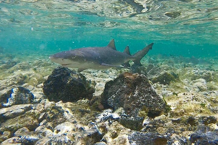 Activiteiten in de omgeving van Sal Island All-Inclusive Shark Bay