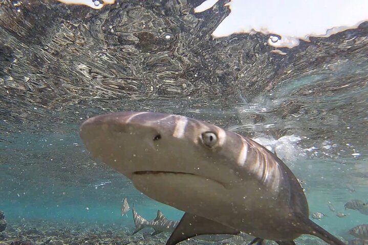 Privé Sal Island Lemon Shark Tour met inheemse Gids