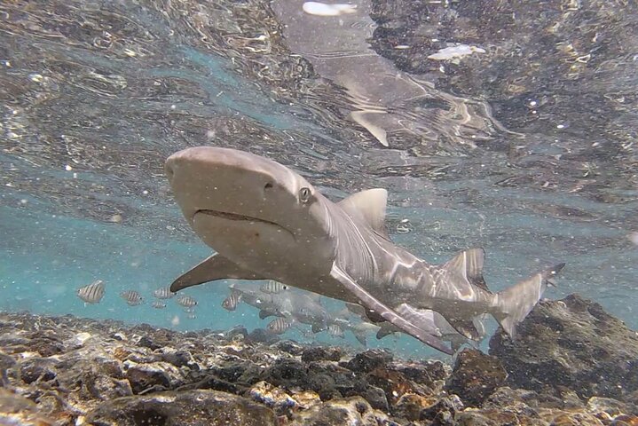 Privé Sal Island Lemon Shark Tour met inheemse Gids
