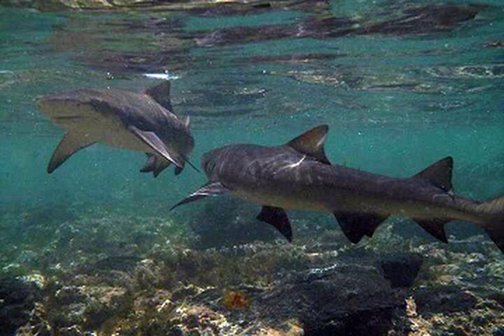Privé Sal Island Lemon Shark Tour met inheemse Gids