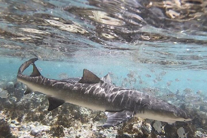 Privé Sal Island Lemon Shark Tour met inheemse Gids