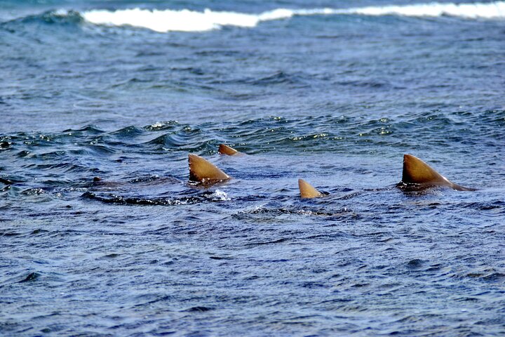 Privé Sal Island Lemon Shark Tour met inheemse Gids