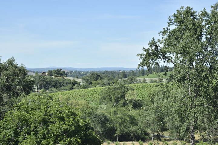 Tours de degustação de vinhos de Lodi Tour privado personalizado de vinhos