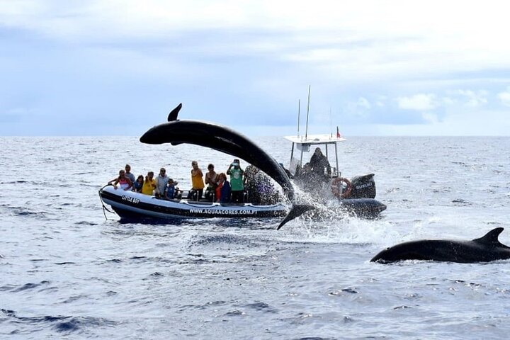 Avistamiento de ballenas y delfines en la isla de Pico - Medio día
