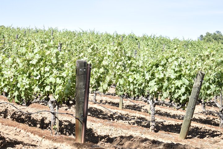 Tours de degustação de vinhos de Lodi Tour privado personalizado de vinhos