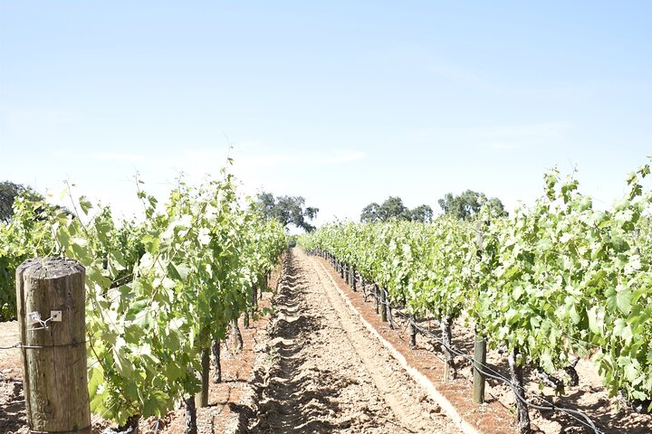 Tours de degustação de vinhos de Lodi Tour privado personalizado de vinhos