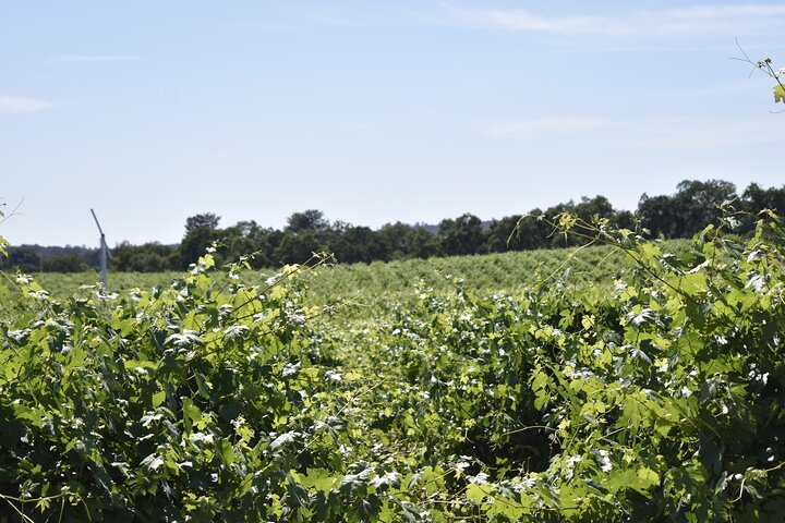 Tours de degustação de vinhos de Lodi Tour privado personalizado de vinhos