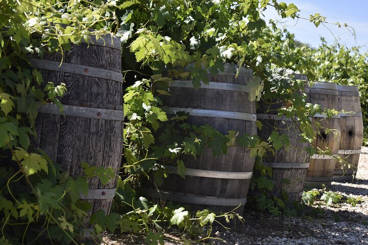 Tours de degustação de vinhos de Lodi Tour privado personalizado de vinhos