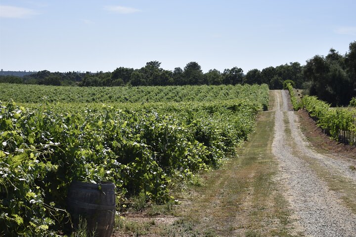 Tours de degustação de vinhos de Lodi Tour privado personalizado de vinhos