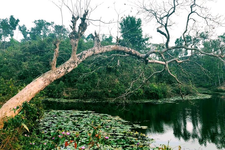 Randonnée d'une journée complète dans le jardin de thé et le parc national de Sreemangal