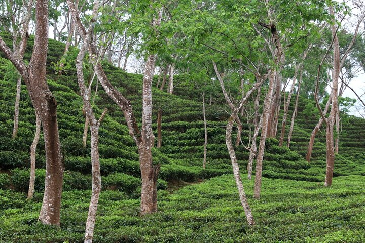 Randonnée d'une journée complète dans le jardin de thé et le parc national de Sreemangal