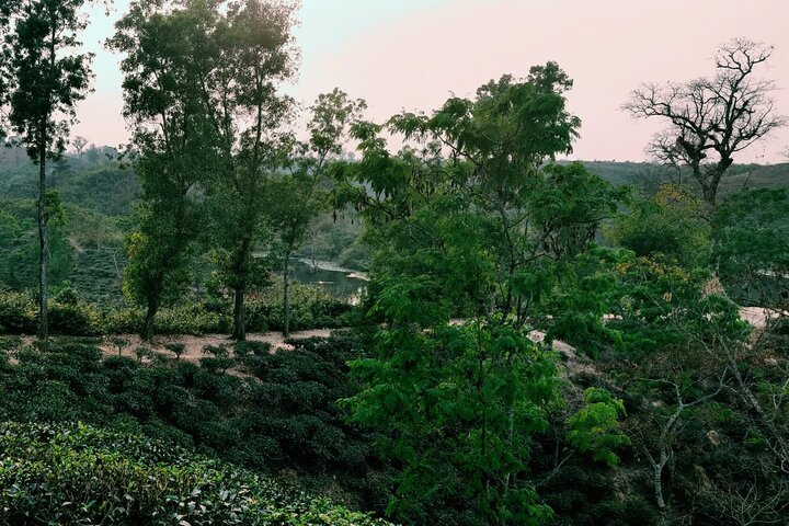 Randonnée d'une journée complète dans le jardin de thé et le parc national de Sreemangal