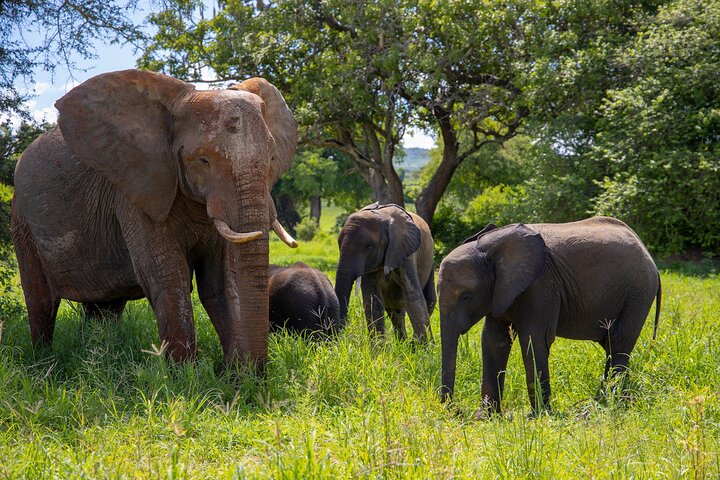 Da Arusha: 11 Giorni famoso Serengeti Inside out safari viaggio